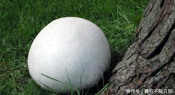 馒头|这样的“大馒头”长在土里,压一下还会冒烟,专家高价回收!