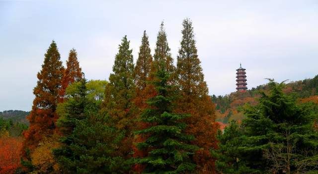 情报站|这个冬天，暮秋凉风凋敝树，催等冬日银装白，赤山宛如仙境