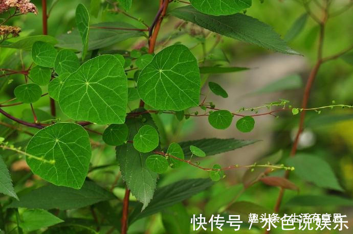 山乌龟|萌盆栽 ,左看”金不换“,右看”王八蛋“,聚财高手,教你养法