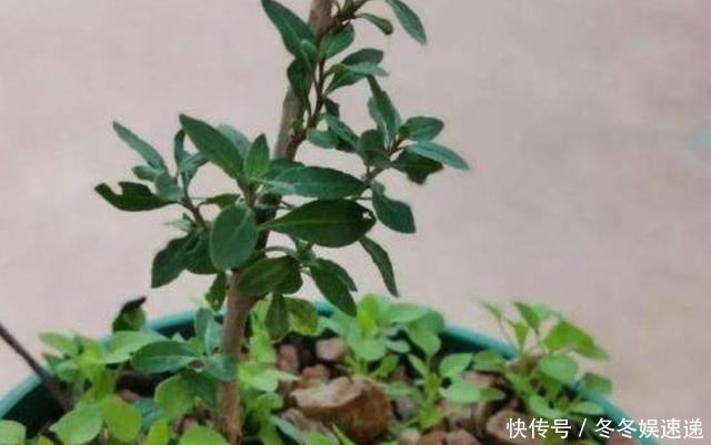 不会养花,就养这2种绿植,好养能吃花芳香,两年长成盆景