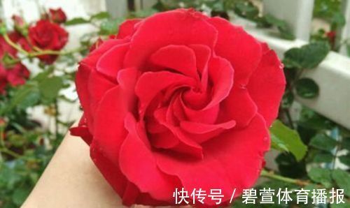 家里养花,就选“精品玫瑰”读书台玫瑰,绚丽多姿,高雅大气