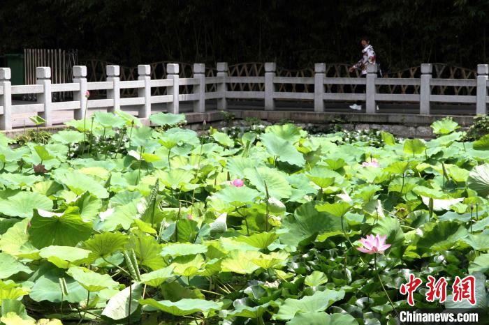 大明湖|大明湖“网红”并蒂莲莲蓬被偷 景区：已报警