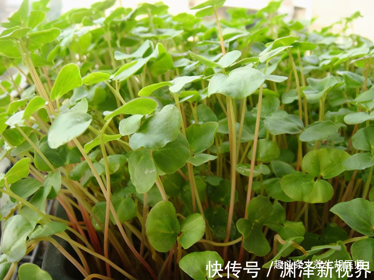 营养|女性过了40岁常吃3种食物，补充营养，有益健康，只要几块钱