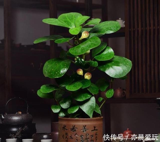 人到中年养这种“佛系花”,一叶一果实,一花一菩提,漂亮又好养