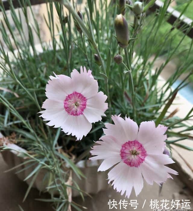 栽种|小院养花,石竹花是首选,耐晒,花期长,不怕涝,开花还很多