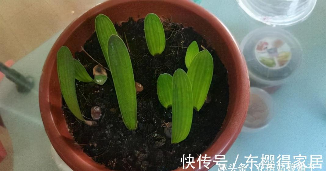 叶芽|君子兰不能随意“砍头”，操作需谨慎，要做好这几件事，成活率高