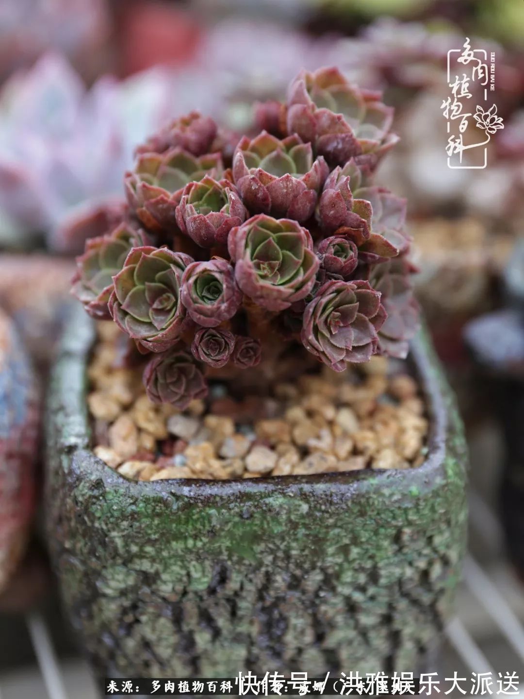 橙梦露|笼子里露养的多肉,越养越美!有多肉的日子伴着小确幸!