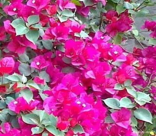 家养三角梅从不开花养花30年的张大爷亲自传授摧花秘籍