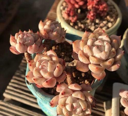 这花真好养,叶子沾点水就能活,7天爆满一大缸