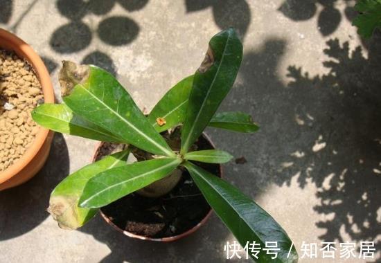 原产地|沙漠玫瑰叶子发黄掉落怎么办，别着急沙漠玫瑰叶黄解决方法看这里