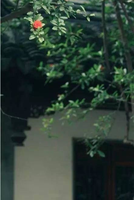 真正有钱的人,都喜欢造中式庭院,风雅还显品味,美的像桃园一样