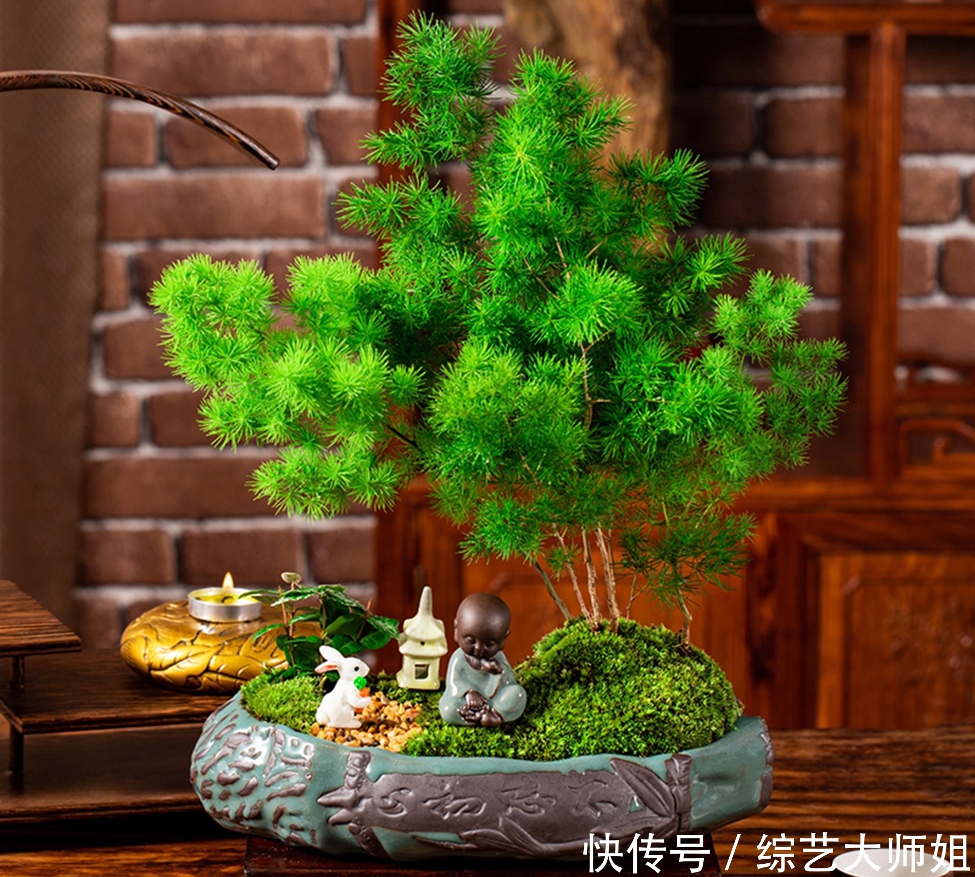 盆景是中国国粹,外国也爱盆景,但是两者的区别在于什么?