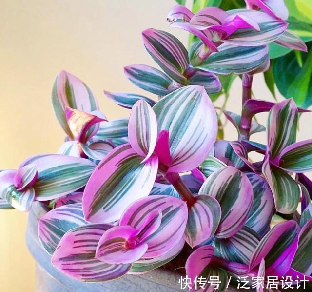 白菜价|很贵的“高档吊兰”，养起来太容易，现在沦为“白菜价”