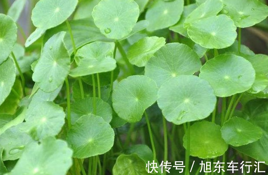 4种花号称“有钱花”,福运、财运滚滚来,越养越有钱,家家必养