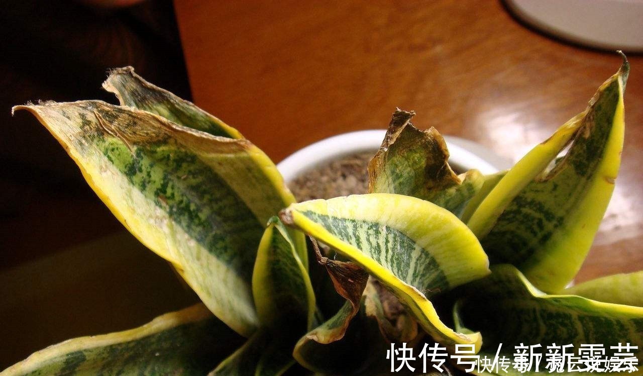 叶子|超怕冷的2种花,叶子冻烂了赶紧剪一剪,明年照样开!