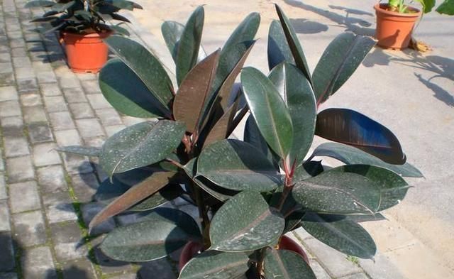 浓度|使用硫酸亚铁,“靠谱”方法教给你,植物不黄叶,北方花友都喜欢