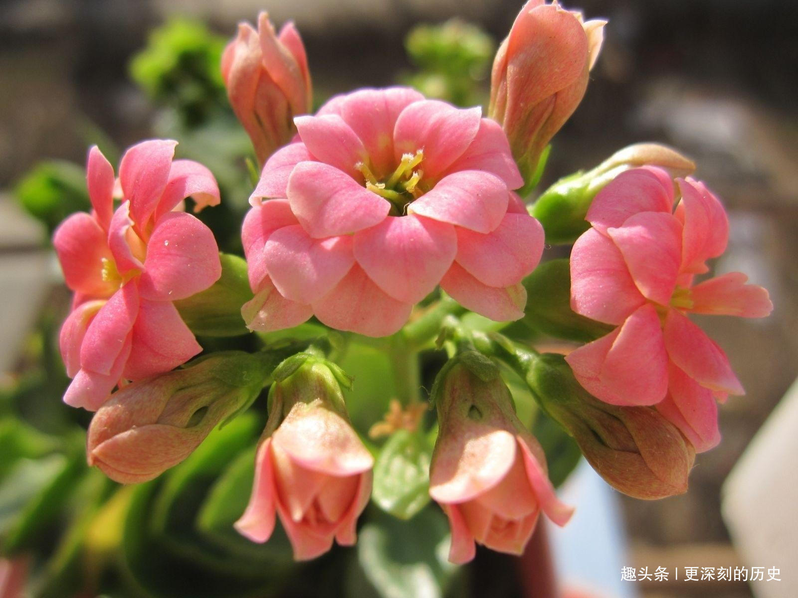 此花是长寿的花，自古以来受我国人追捧，被视为长岁百命的吉祥花