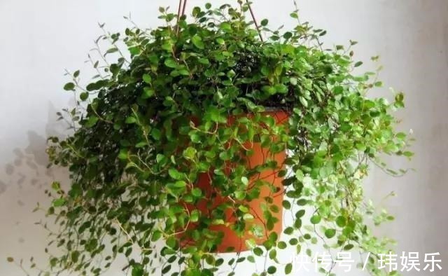 旱金莲|家里这些花卉吊起来养,既增加了观赏价值,又节省了养殖空间