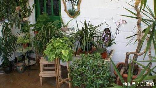 养殖盆栽花草，鸡蛋壳弄碎没用，需要这样进行加工