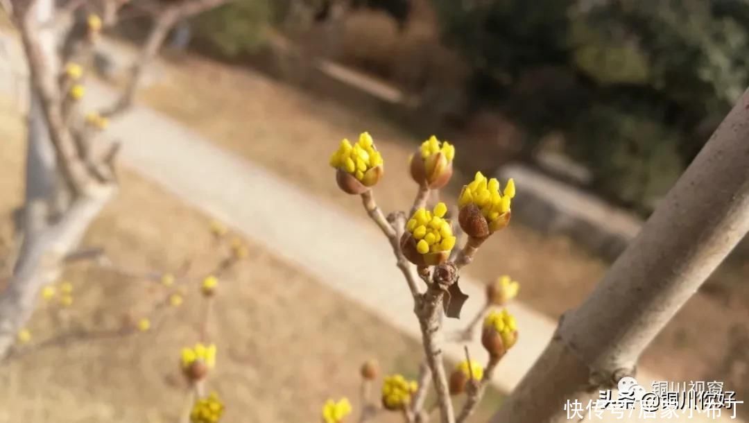 铜川植物园之春