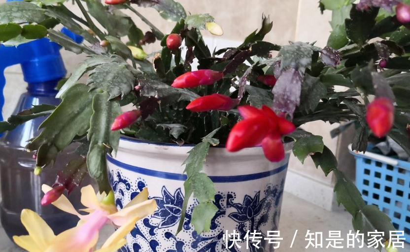 光照|秋天养蟹爪兰,解决好这4件事,茎叶长得茂盛,开花格外漂亮