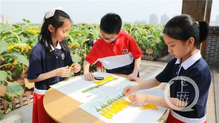 花盘|重庆这群小学生在教学楼楼顶种出了一片向日葵花海！