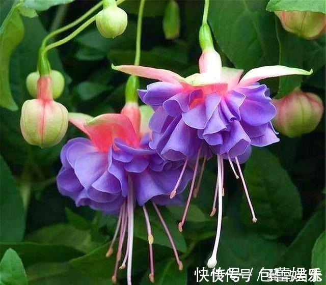 红灯笼|别养长寿花君子兰了,室内养花就选它,四季开花,过年挂满红灯笼