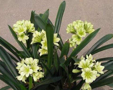 养君子兰不能“惯着来”,一个袋子套头上,花朵变成“大红球”