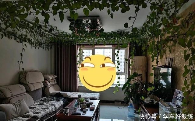 1米7的天竺葵,开花成瀑布,太震撼了!