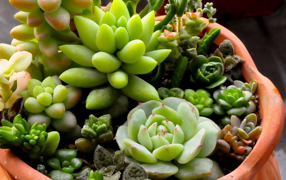 姬胧月|养多肉，若想茎叶肥美，速成老桩，该掌握哪些诀窍？