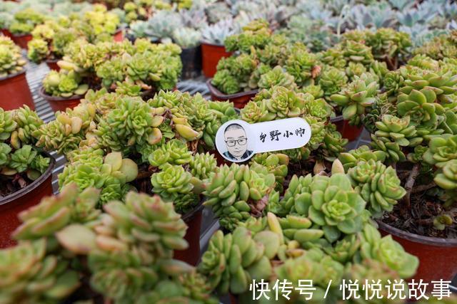 多肉植物|多肉叶片干瘪,不一定是缺水,听小帅怎么说