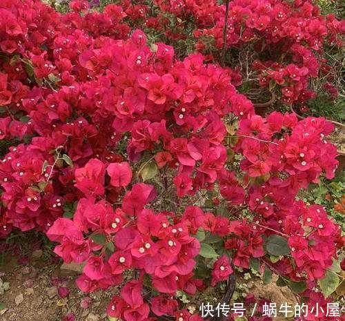 5款高颜值的三角梅,实则懒花,新手慎入,避免一年到头没花赏!