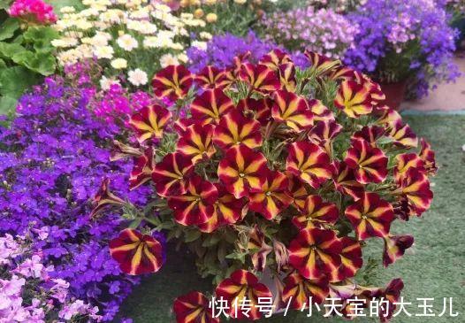 记录一下我养过的花，1000多盆都有啥