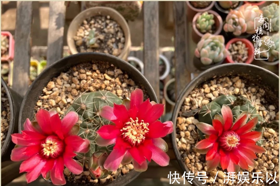 遇见即美,花事未荼蘼!种一桌子多肉,看花开花落!