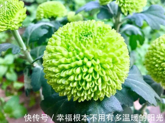 喜欢在家中养护花卉，就选择开花量大的花卉，花色艳丽，满屋飘香