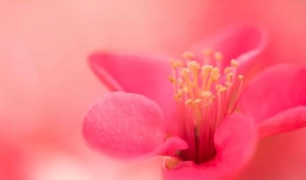 薰衣草|又是一年赏花季!乱花渐欲迷人眼,教你分清谁是谁