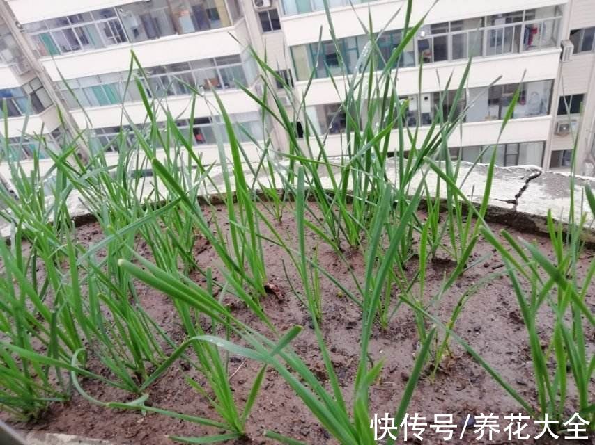 蔬菜|在家就能种的蔬菜，10天就能窜一节，20天做成美味佳肴