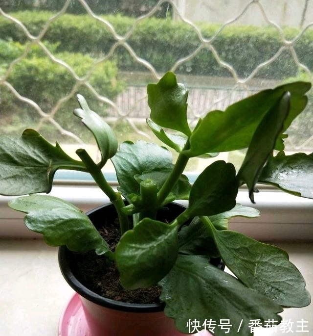 谁说老桩长寿开花少，看看花友家的巨无霸，三年长成半米花树