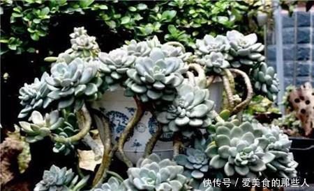 6种普货多肉,皮实又好养,容易出状态,长成小老桩,适合新手!