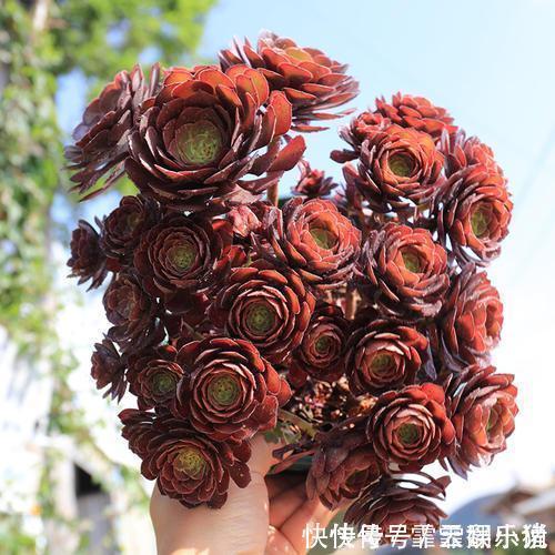 多肉|多肉植物越长越瘦是你不会捣鼓,教你4招,个个胖鼓鼓