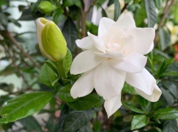 阳台养花，不妨养这5款植物，盛开时繁花似锦，花色美轮美奂