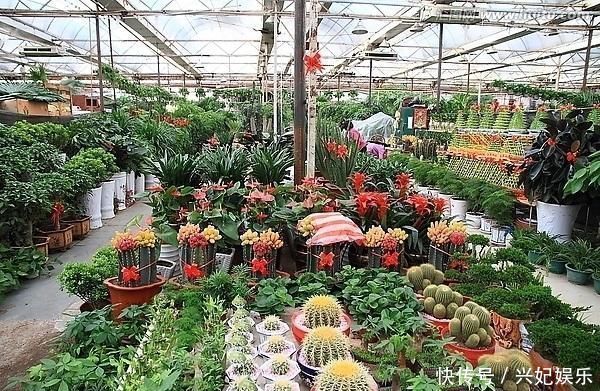 植株|养花“杀手”都有的5个毛病,难怪买花“养1盆死1盆”,要改正了