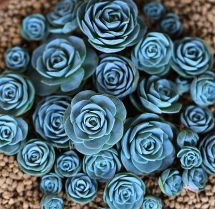 养多肉,就养这种“玫瑰花”,好养又好看,摆角落,也能花开不断