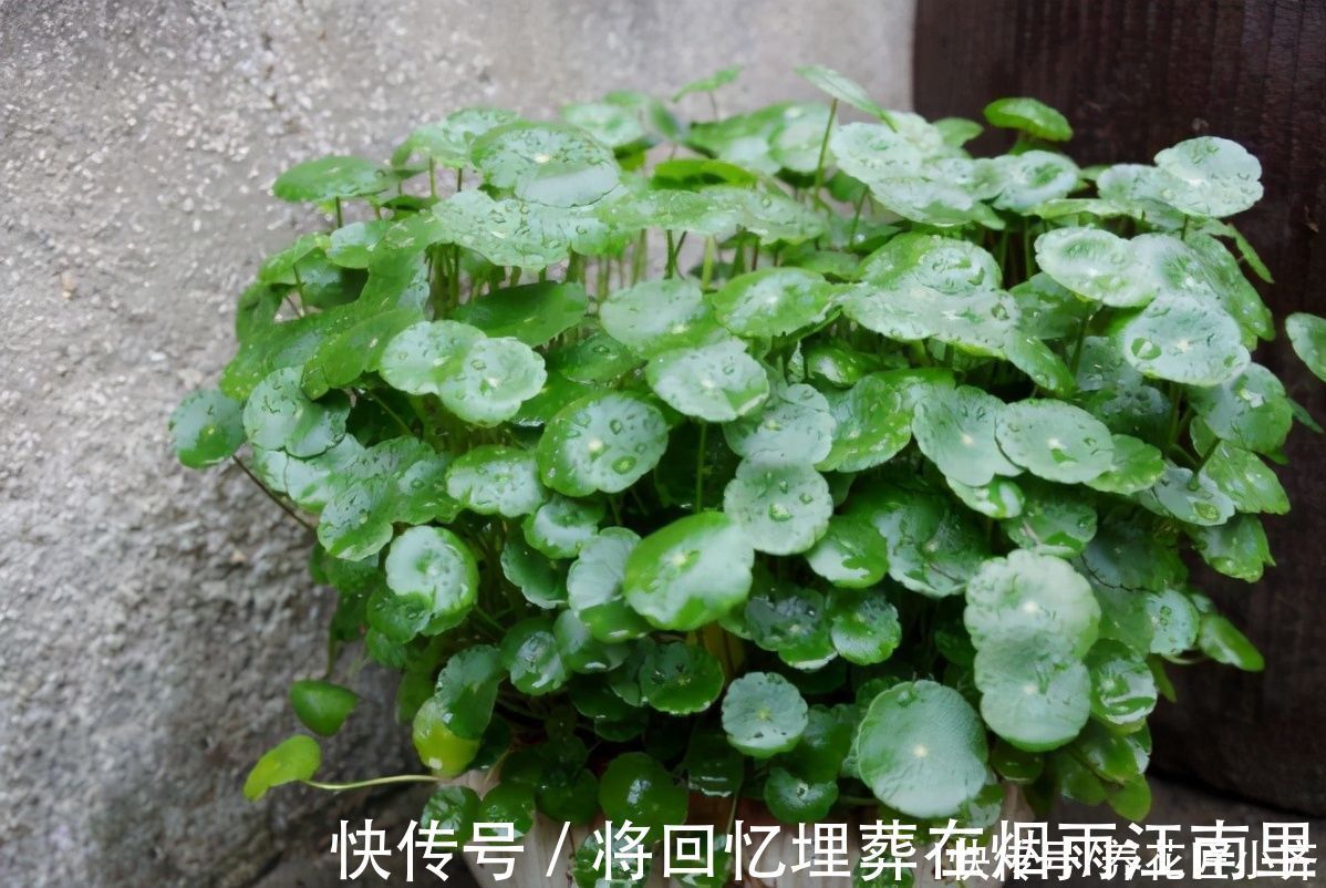 枝条|不会扦插不要急,这6种植物,一根枝条剪成多段,插土里就活