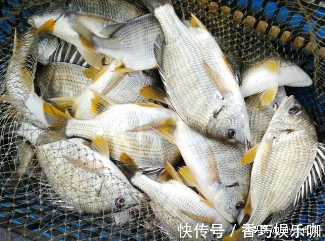 鳜鱼|夏天买鱼，懂行人专挑这5种鱼，肉厚刺少营养高，家人爱吃贵也值