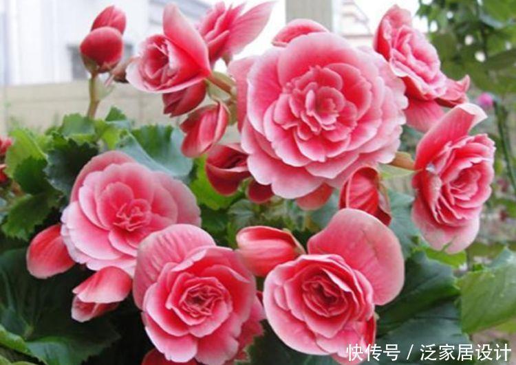 漂亮又好养的“4种花”,越养越旺,比牡丹更好看,你喜欢吗?