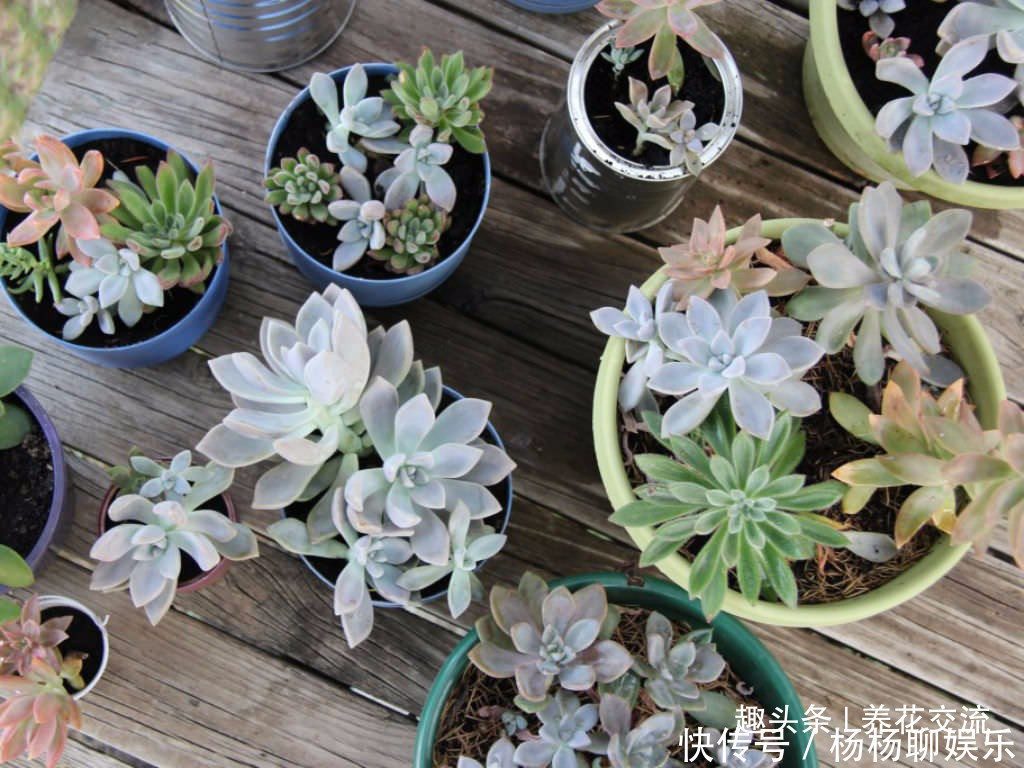 叶片|这三种简单方法可以繁殖多肉植物,叶片、枝条和侧芽都可培育