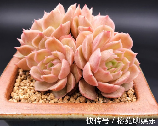 妙招|多肉昂斯诺怎么养教你3个小妙招，养出果冻色小清新的昂斯诺