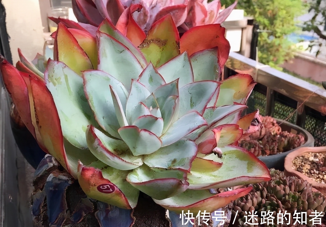 仙气十足的3款多肉,号称薄叶三仙,适合室内养护的也就广寒宫了