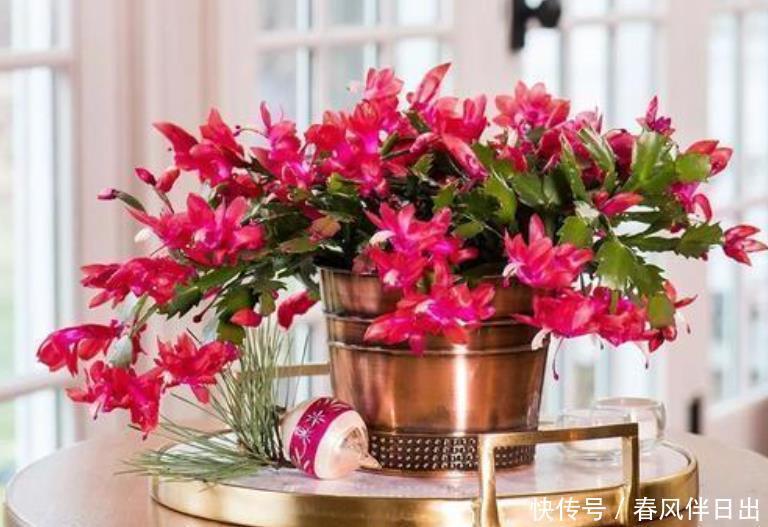 买到蟹爪兰,3个“位置”放不得,否则落花苞,后期难养活!